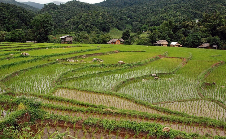 Rice fields/farming in Thailand