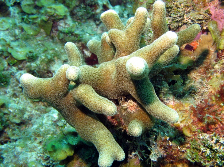 Thin Finger Coral found in tropical reefs (click for larger image)