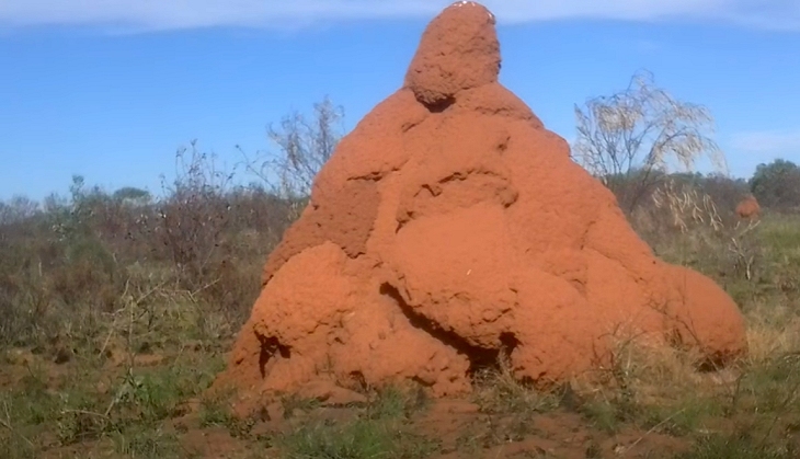 Western-Australia: Termite Mound (click for larger image)
